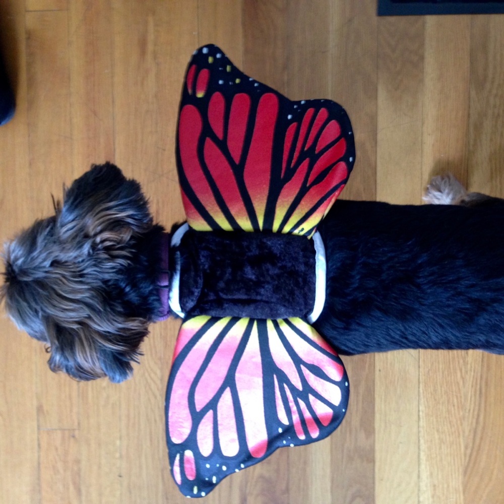 Butterfly Dog Costume